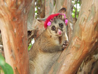 possum with hair curlers